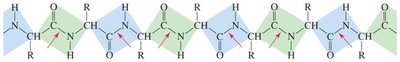 Polypeptide chain and peptide bond planes