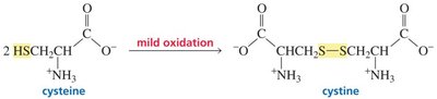 Oxidation of cysteine to cystine