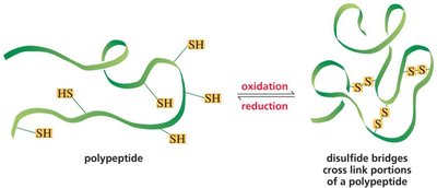 Disulfide bridges in polypeptides