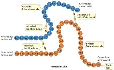Disulfide bonds in insulin