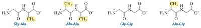 Possible dipeptides from Gly and Ala