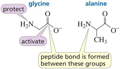 Protecting and activating groups in peptide synthesis