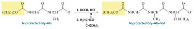 Adding a third amino acid in peptide synthesis