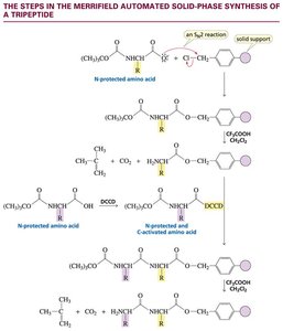 Steps in Merrifield solid-phase synthesis