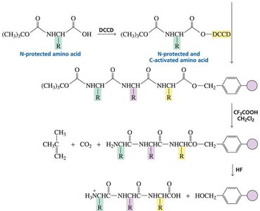 Automated solid-phase peptide synthesis