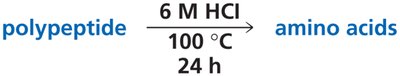 Hydrolysis of polypeptide to amino acids