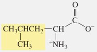 Leucine structure