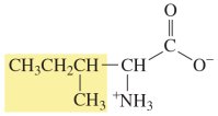 Isoleucine structure