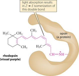 Effect of conformation on λmax