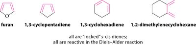 Locked s-cis dienes are reactive