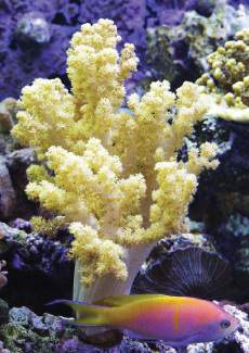 Capnella imbricata coral