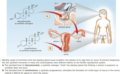 Mechanism of oral contraceptives