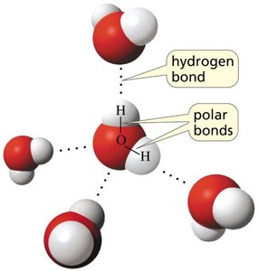 Hydrogen bonding in water