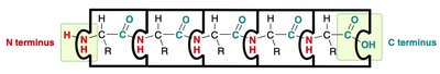 Peptide bond structure and directionality