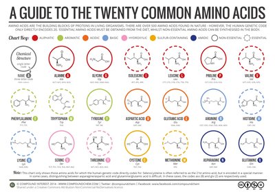 Chart of the twenty common amino acids