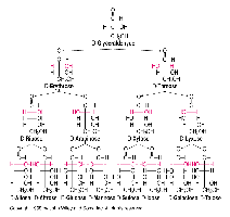 Fischer projections of L- and D-glucose