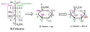 Fischer to Haworth projection for D-glucose