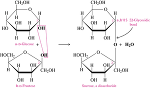 Sucrose structure