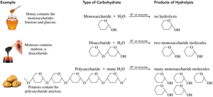 Examples of carbohydrate types and hydrolysis