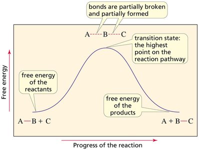Free energy equation