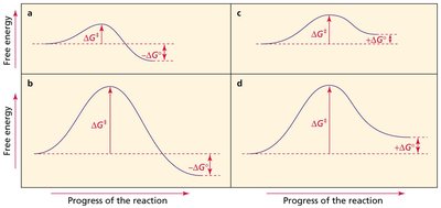 Reaction coordinate diagrams for exergonic and endergonic reactions