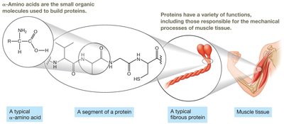 Proteins and amino acids