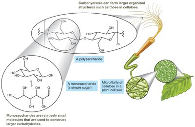 Carbohydrates and polysaccharides