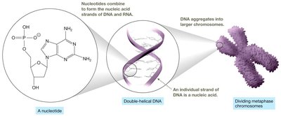 Nucleic acids and nucleotides