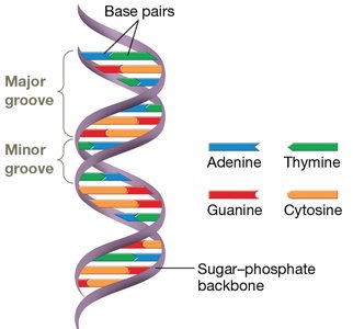 DNA hydrogen bonding