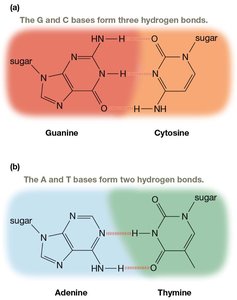 DNA hydrogen bonding