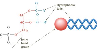 Fatty acid structure