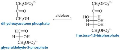 Aldolase-catalyzed biosynthesis of fructose-1,6-bisphosphate