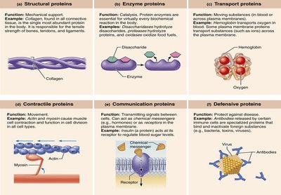 Examples of protein functions