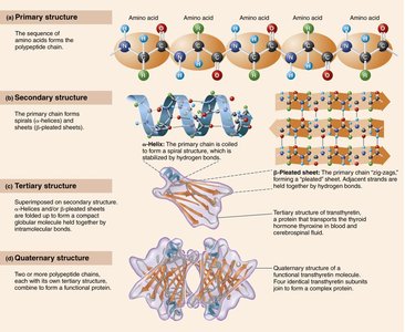 Levels of protein structure