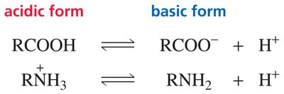 Acidic and basic forms of carboxylic acids and amines