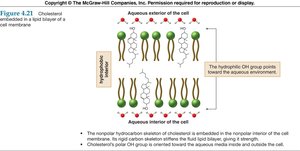 Cholesterol in a lipid bilayer