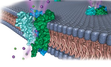 Illustration of ion channels in a cell membrane, relevant to nerve signal transmission