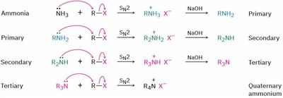 SN2 alkylation of amines