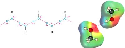 Hydrogen bonding in alcohols
