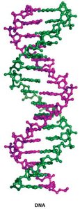 Double-stranded DNA structure