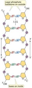 Hydrogen bonding in base pairing