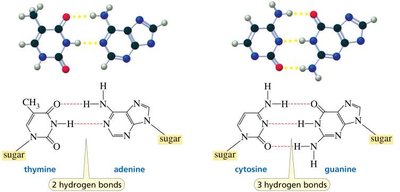 Hydrogen bonding between base pairs