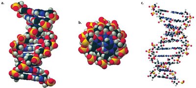 DNA double helix structure