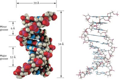 Space-filling and wire-frame models of DNA double helix