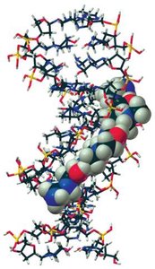 Antibiotic bound in the minor groove of DNA
