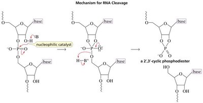 Mechanism for RNA cleavage