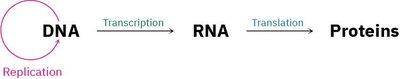 Central dogma: DNA to RNA to protein