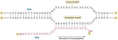 Transcription: DNA to RNA