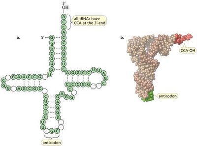 Structure of tRNA