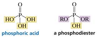 Phosphoric acid and phosphodiester structure